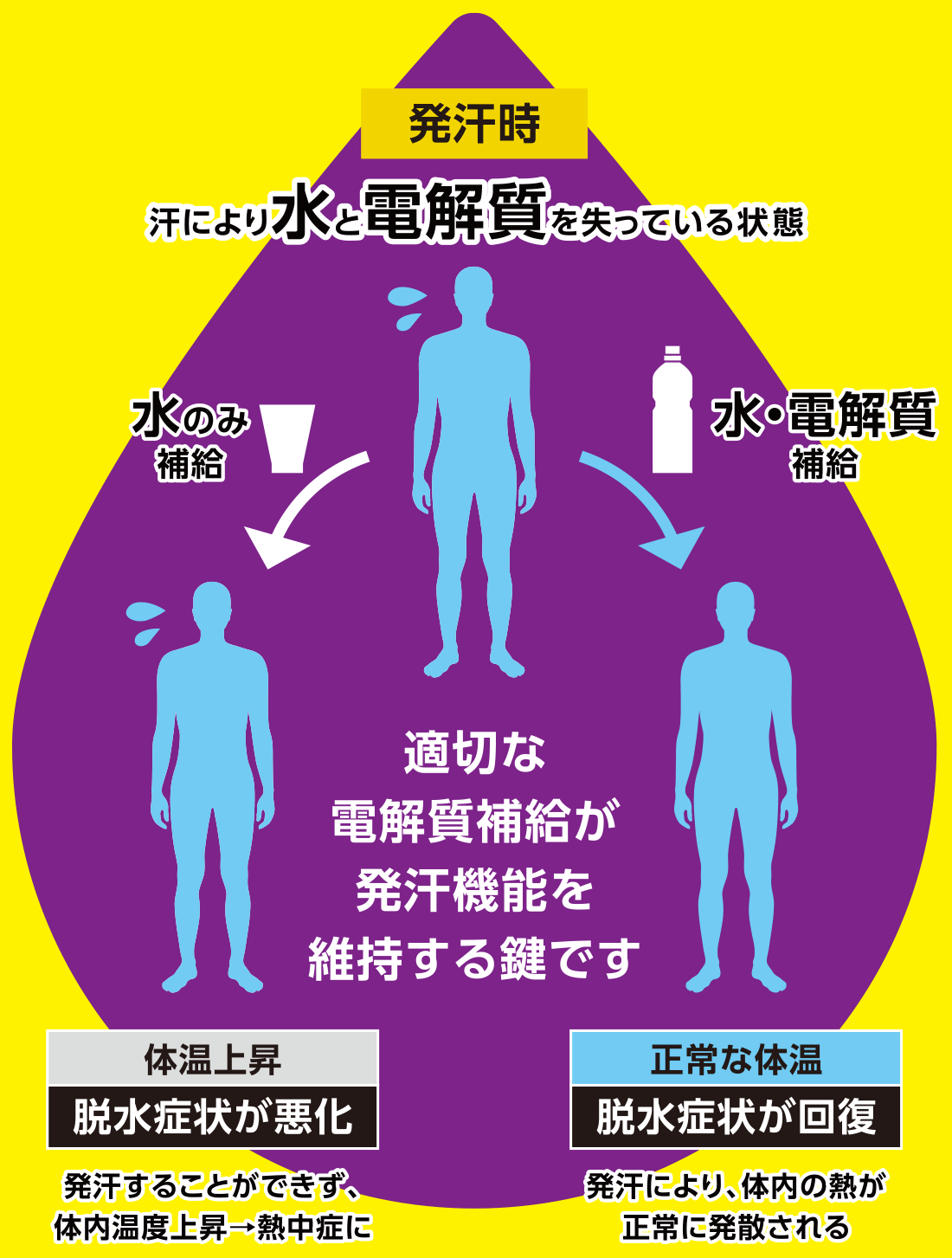 発汗時は汗より水と電解質を失っている状態で、水のみを補給した場合、電解質の損失を防ぐため発汗することができず体温が上昇し、逆に脱水症状を引き起こす可能性があります。水と電解質を適切に補給することで発汗が起こり、体内の熱が正常に発散されるため脱水症状が回復します。適切な電解質補給が発汗機能を維持する鍵です。