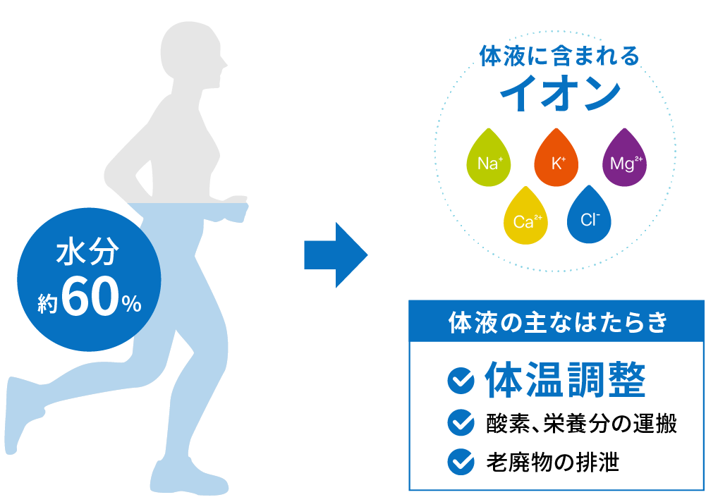 体液の働き